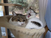 猫,二匹,キャットタワー,あくび,室内,窓際