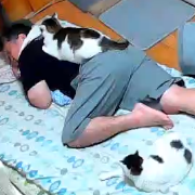 猫,男性,布団,寝る,動物,室内,リラックス