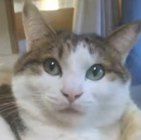 猫,動物,アップ,かわいい,ペット